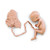 Nasco Human Reproduction and Development Kit with DVD