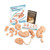 Nasco Human Reproduction and Development Kit with DVD