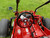 Trailmaster 200E XRX- Large driver cockpit with mirrors and dash. Get back to fun with GoKartMasters.com