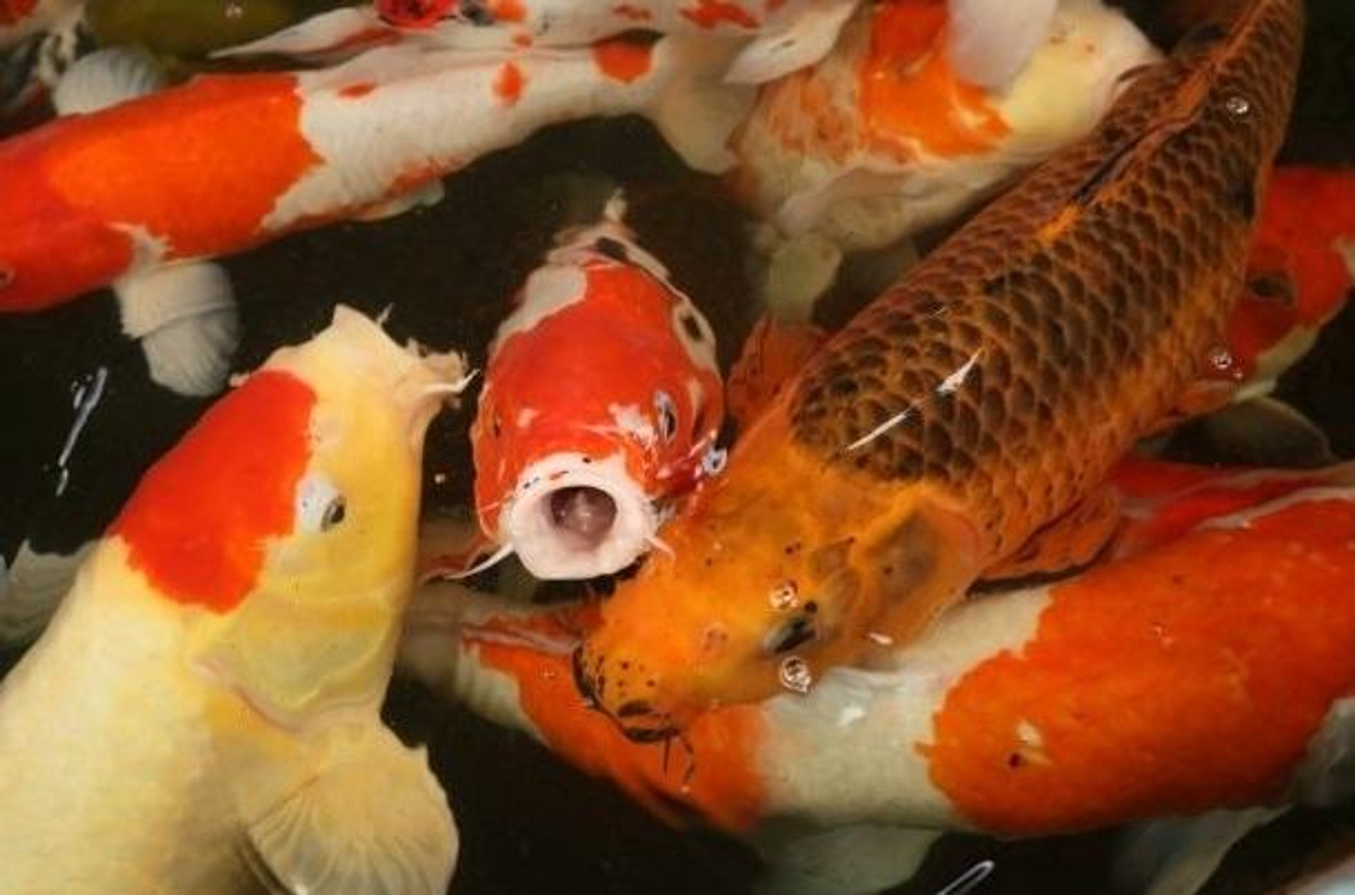 What's the difference between koi and goldfish? 4 factors to consider for  your pond - Splash Supply Company