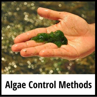 Control algae in pond article