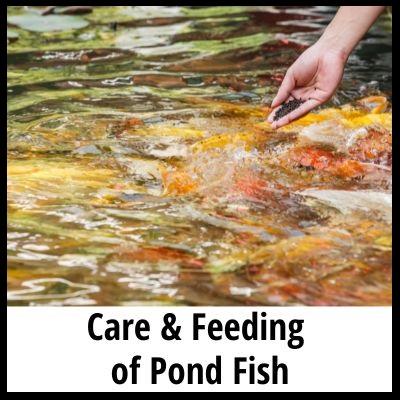 Care & feeding of pond fish article