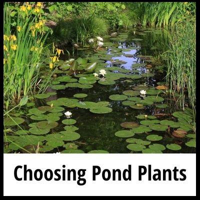 Selecting Pond Plants Article