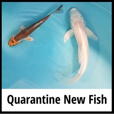 Quarantining New Pond Fish