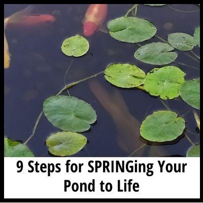 Steps for the pond in spring article