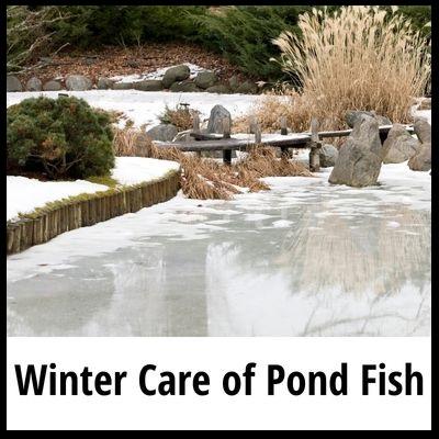 Tips for Winter Care of Pond Fish