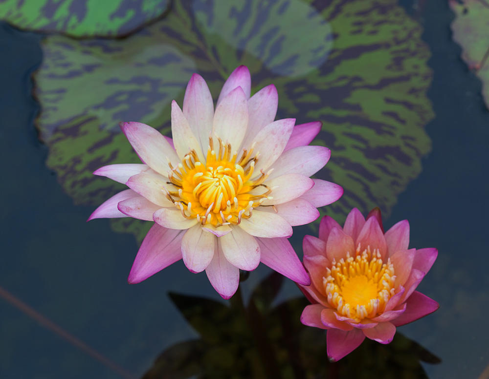 Water Lily Learning Center, LLC