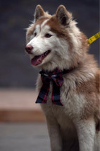 Husky dog wearing a navy and red tartan bow tie, close-up
