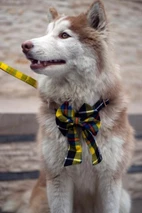 Husky dog wearing a yellow and black tartan bow tie, front view