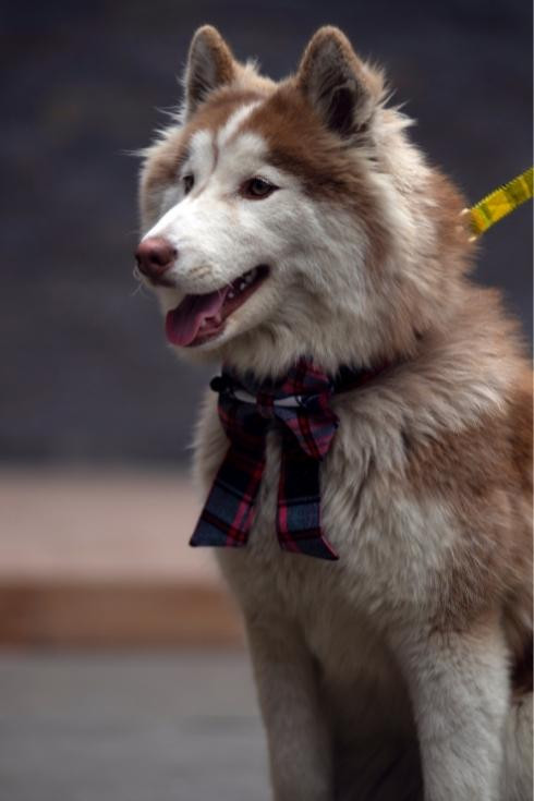 Buchanan Tartan Dog Bow Tie