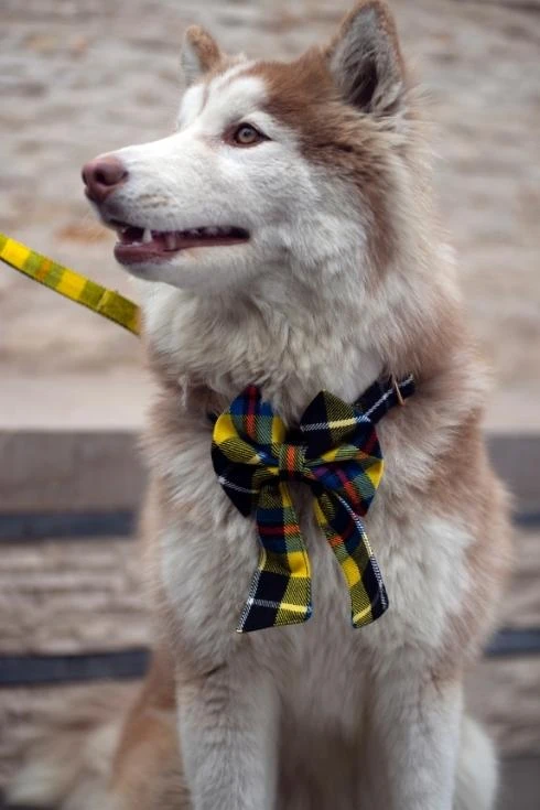 Husky dog wearing a yellow and black tartan bow tie, front view
