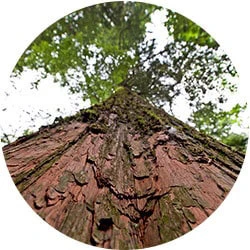 Canadian Red Cedar