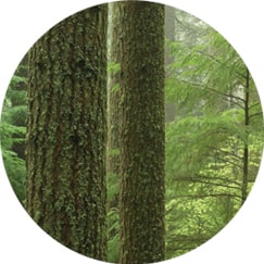 Canadian Hemlock Wood