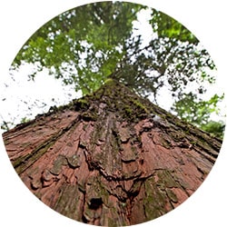 Hemlock