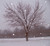 Holiday Tree Snow Backdrop