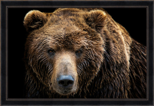 Brown Bear Stare, David Chase Furniture, Steamboat Springs, Colorado - Full