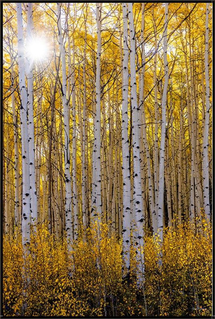 A Sunburst in Aspen's Golden Canopy, David Chase Furniture, Steamboat Springs, Colorado - Full