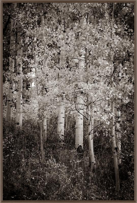 Black and White Aspen Texture, David Chase Furniture, Steamboat Springs, Colorado - Full