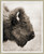 Badlands Bison, David Chase Furniture, Steamboat Springs, Colorado - Full