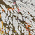 Reflection Jubilee Area Rug, David Chase Furniture, Steamboat Springs, CO - d1