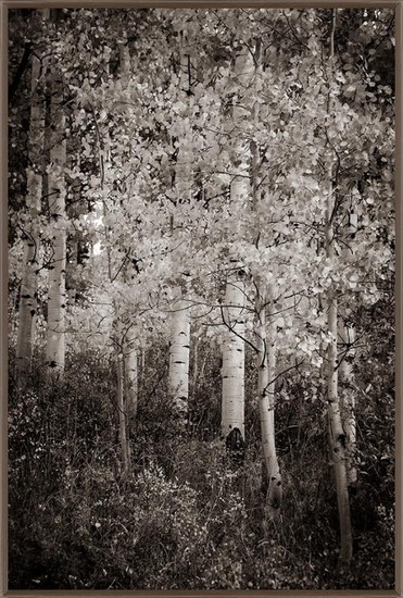 Black and White Aspen Texture, David Chase Furniture, Steamboat Springs, Colorado - Full