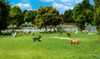 Woodland Scenics A1972 Cat & Dogs - HO Scale