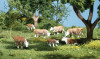 Woodland Scenics Hereford Cows O Train Figures A2767