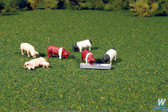 Bachmann 33168 Animals Pigs (8) O Scale Figures