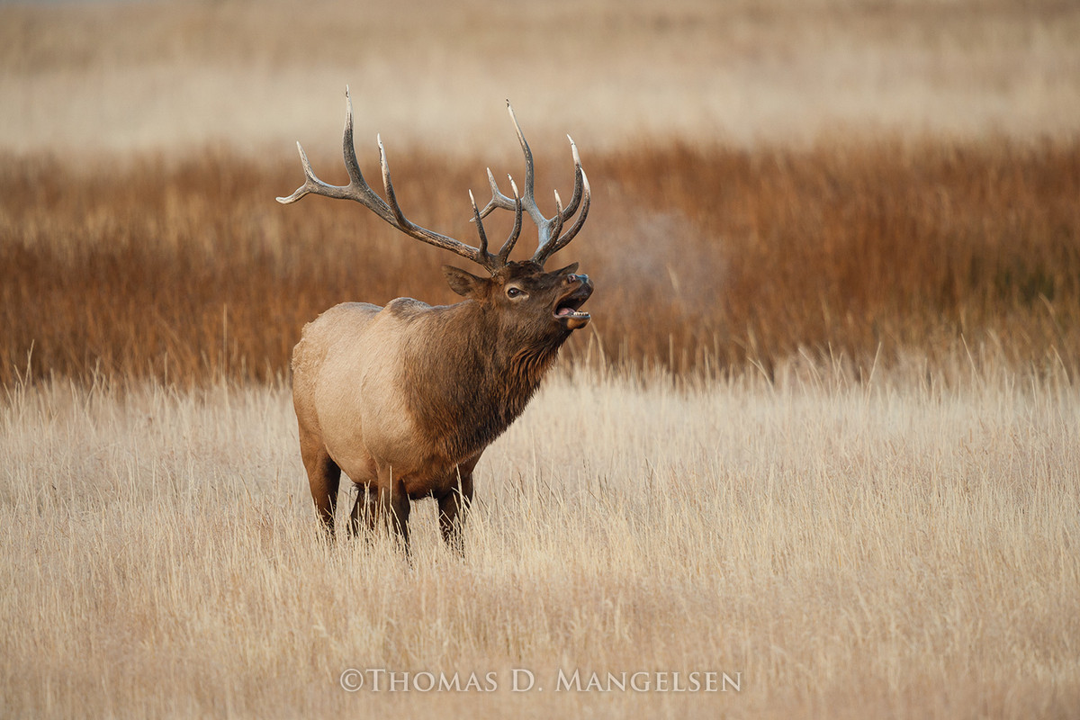 Elk wall art for your home or office