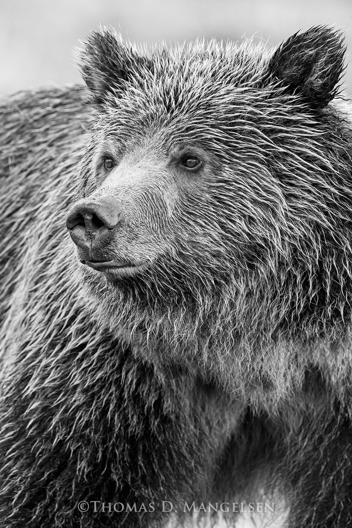 Black & white photo of Grizzly bear in Grand Teton National Park, wall art for your living room