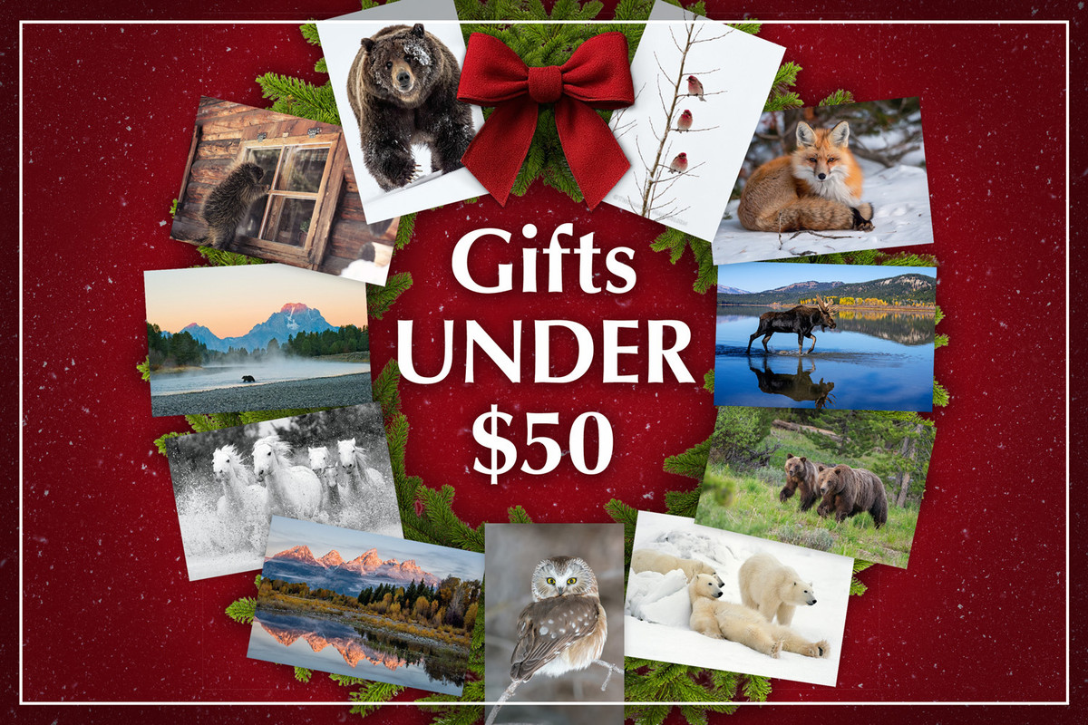 Nature Gifts for Everyone Under $50
