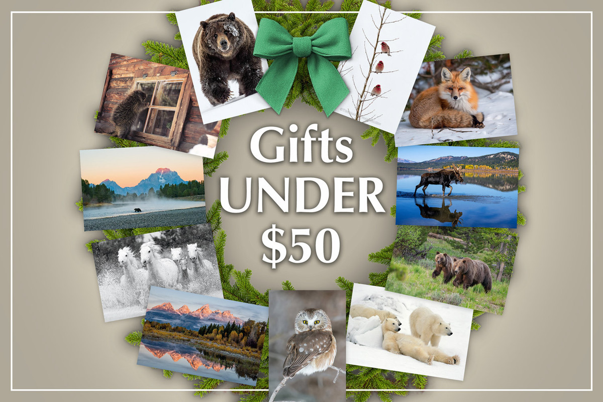 Find Mangelsen Gifts Under $50
