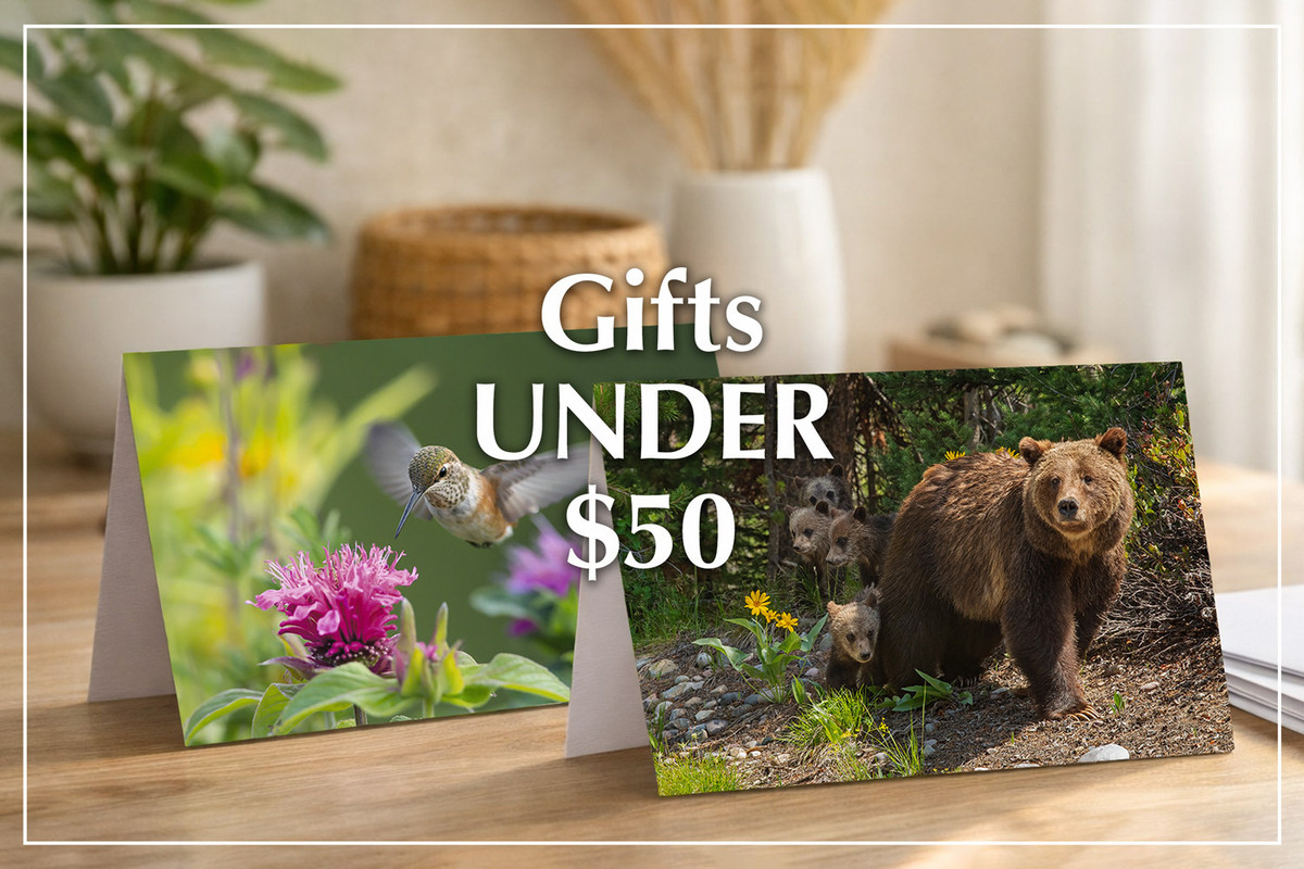 Find Mangelsen Gifts Under $50