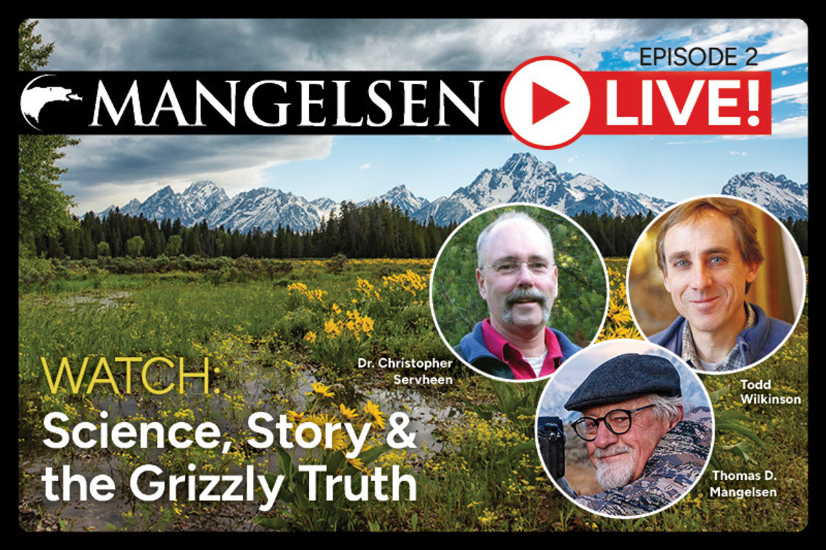 Watch: Science, Story, and the Grizzly Truth