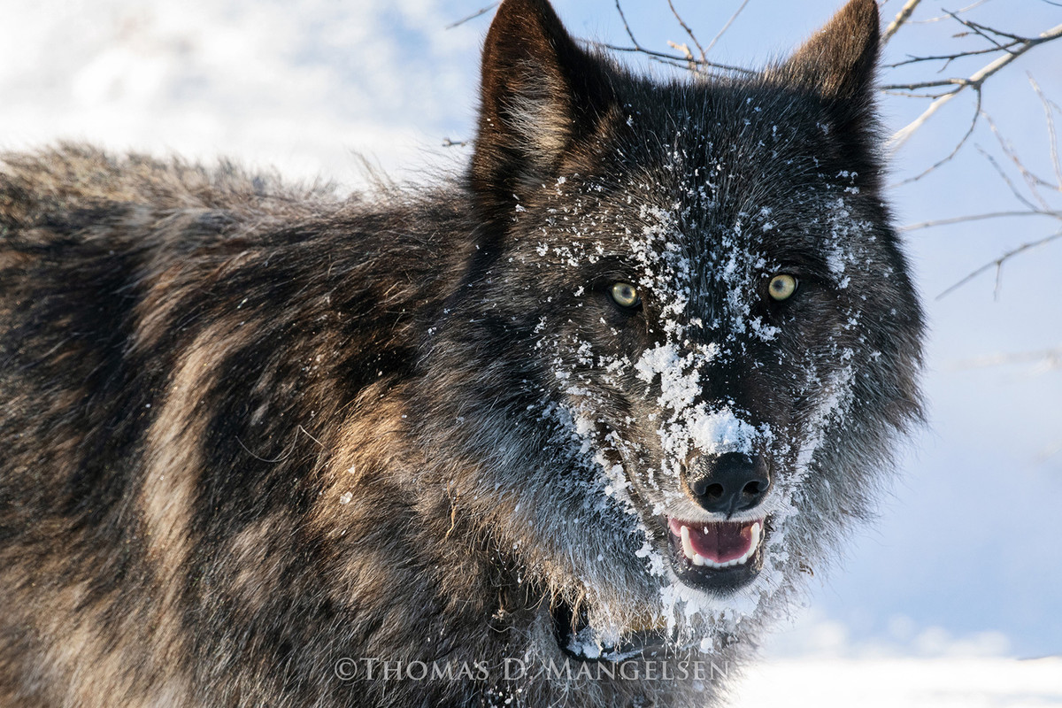 Wolf wall art for sale