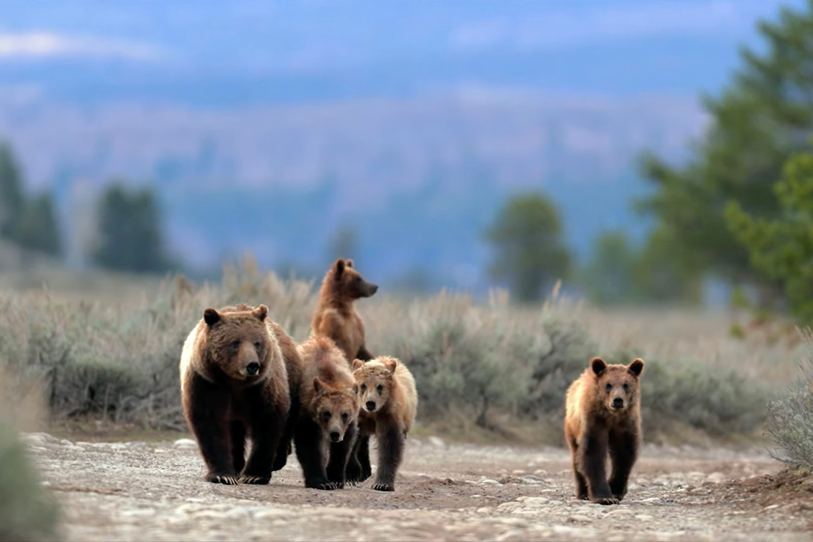 An extraordinary life of Grizzly 399