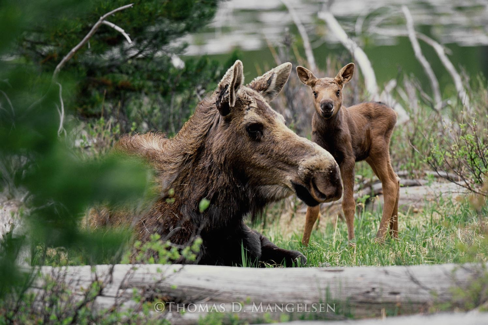 Public lands in Greater Yellowstone supporting diverse wildlife under summer skies