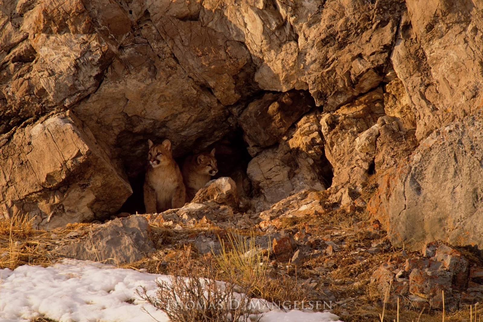 Two mountain lion cubs take up part-time residence in a cave