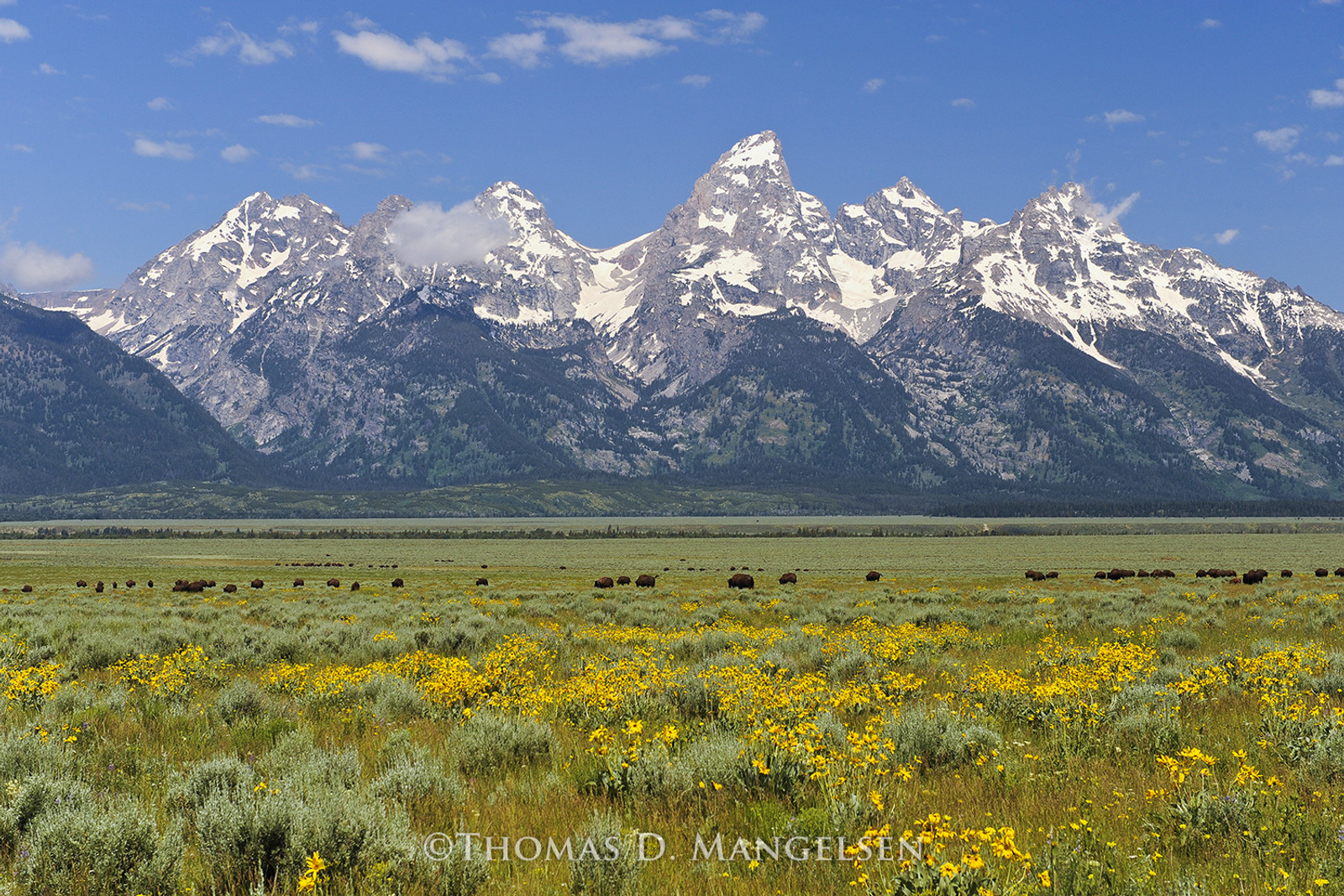 Nature and wildlife wall art for your living room
