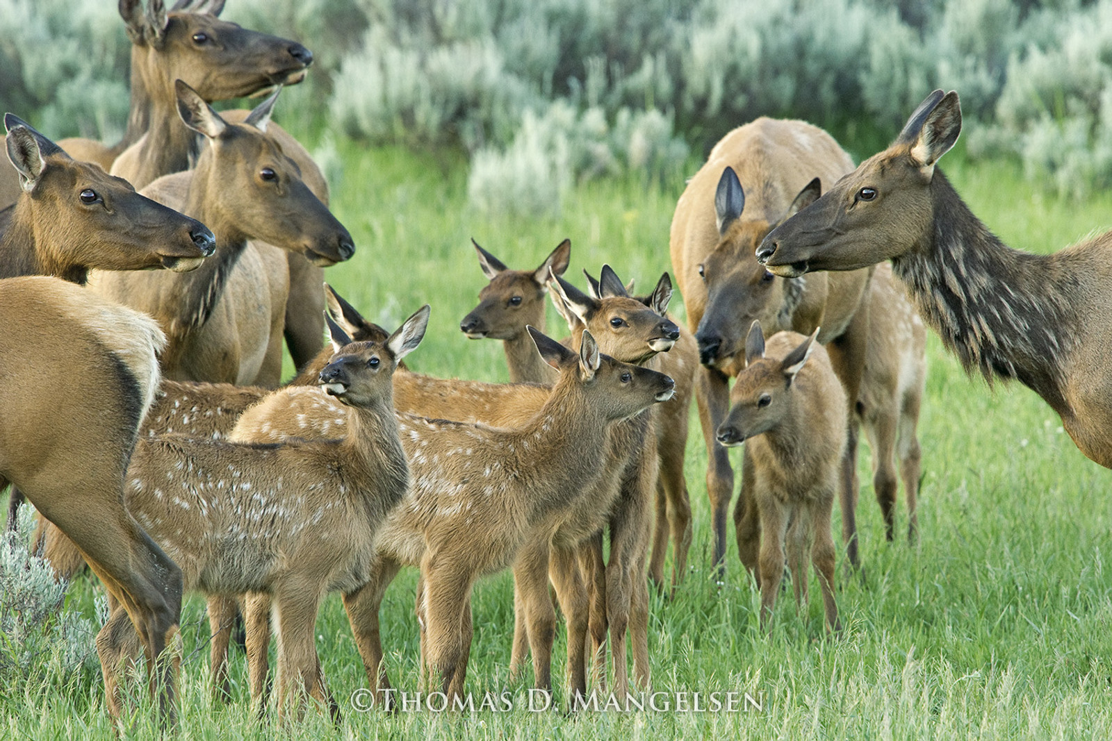 Elk calves resting near their mothers in Jackson Hole’s natural nursery landscape