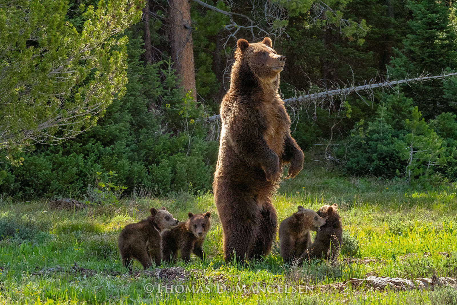 Grizzly 399 stands to view the surroundings of her quadruplet cubs