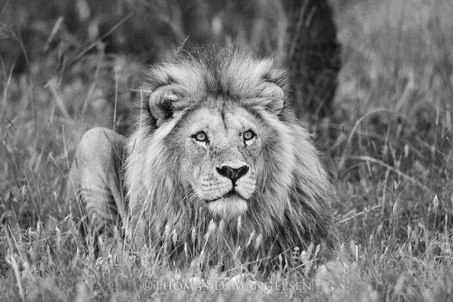 Black & white photo of a lion looking wide-eyed at the sky, wall art for your living room