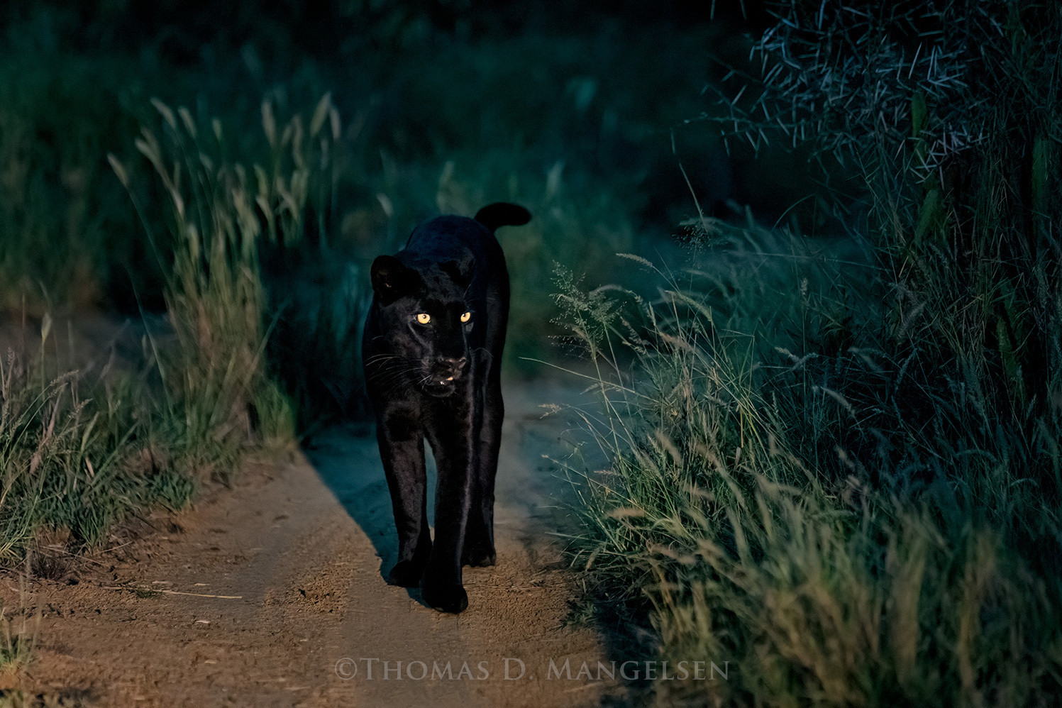 An elusive black leopard walking along a moonlit path in the Kenyan night, wildlife wall art for your living room