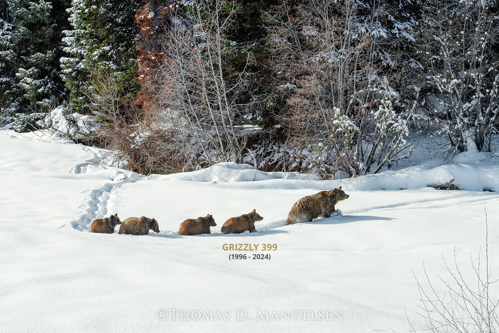 Grizzly 399, Almost Home by Thomas D. Mangelsen