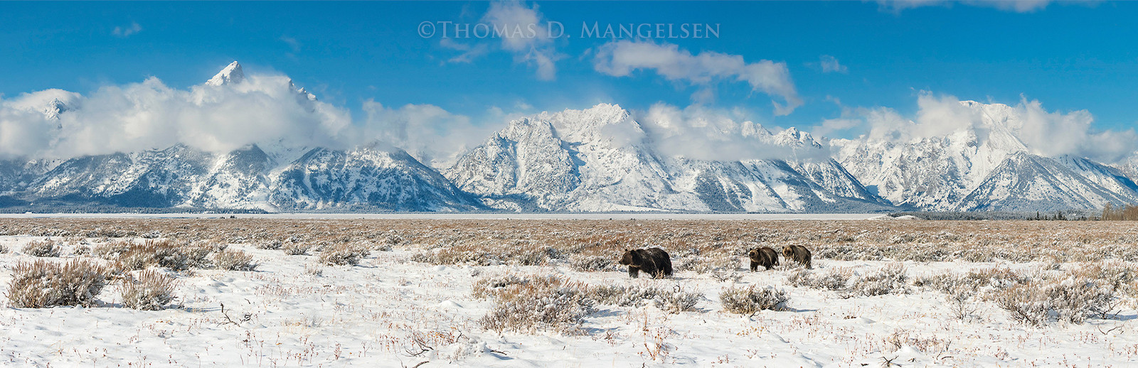 As the Snow Deepens - Grizzly 399