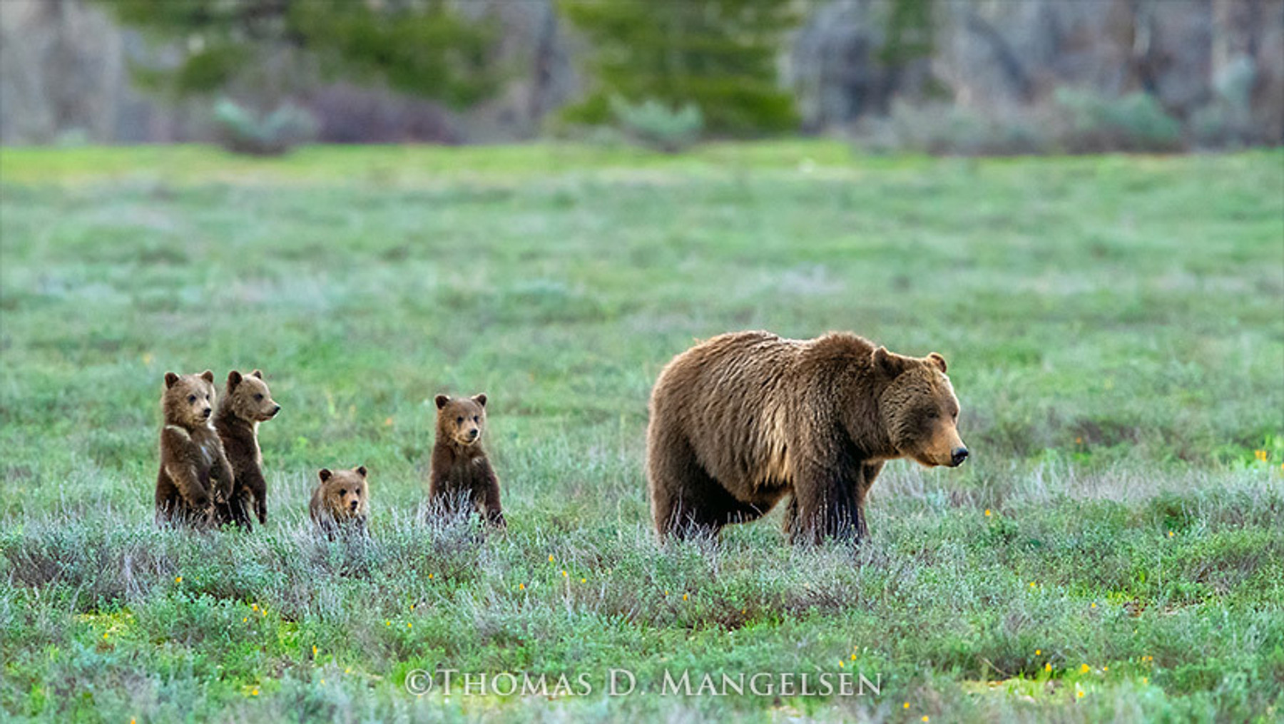 Grizzly bear wall art for your home or office