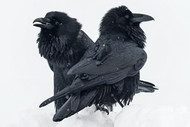 Raven | Magpie