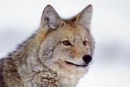 Coyote