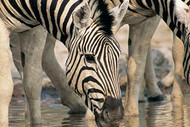 Zebra | Wildebeest