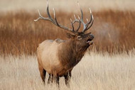 Elk